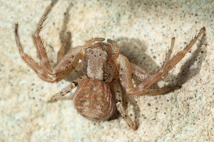 Xysticus sp.